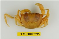 藏品(扁足澤蟹)的圖片